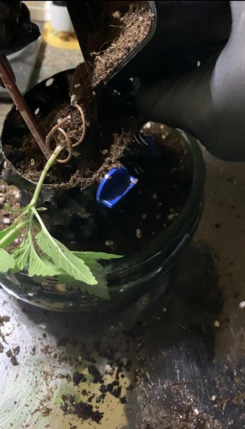 1.Bonsai: Lemon Cherry Runtz. Week 2