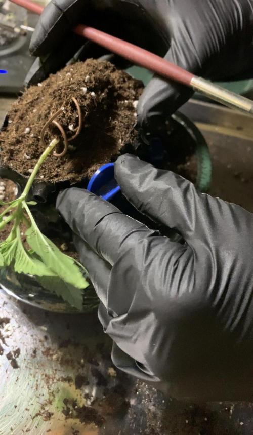 1.Bonsai: Lemon Cherry Runtz. Week 2