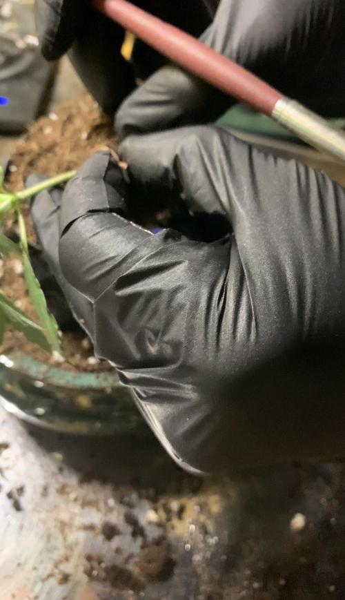 1.Bonsai: Lemon Cherry Runtz. Week 2