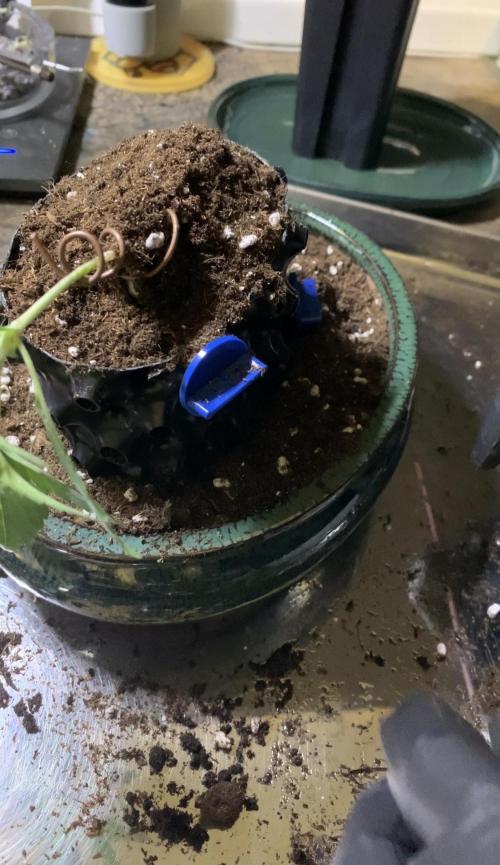 1.Bonsai: Lemon Cherry Runtz. Week 2