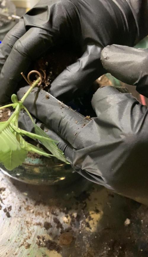 1.Bonsai: Lemon Cherry Runtz. Week 2