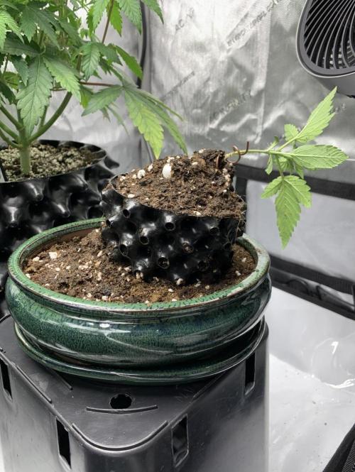 1.Bonsai: Lemon Cherry Runtz. Week 2 - Lemon Cherry Runtz Bonsai