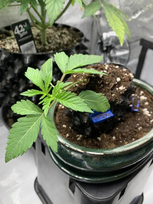 1.Bonsai: Lemon Cherry Runtz✌️. Week 2 - 23.11.-21:15