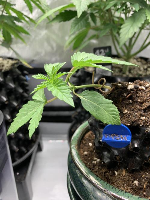 1.Bonsai: Lemon Cherry Runtz✌️. Week 2 - 23.11.-21:15