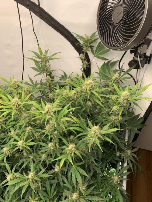 5.Grow: NewSetup Testrun 4 Fastbuds Aut.. Week 8 - 23.11.-21:30 Papaya Cookies 