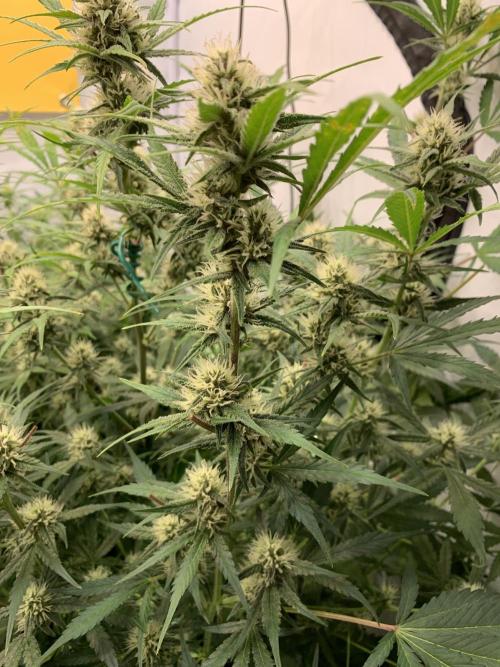 5.Grow: NewSetup Testrun 4 Fastbuds Aut.. Week 8 - 23.11.-21:30 Papaya Cookies 