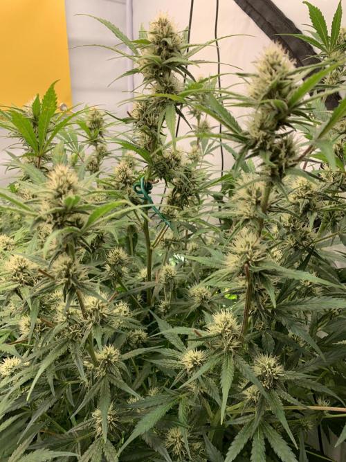 5.Grow: NewSetup Testrun 4 Fastbuds Aut.. Week 8 - 23.11.-21:30 Papaya Cookies 