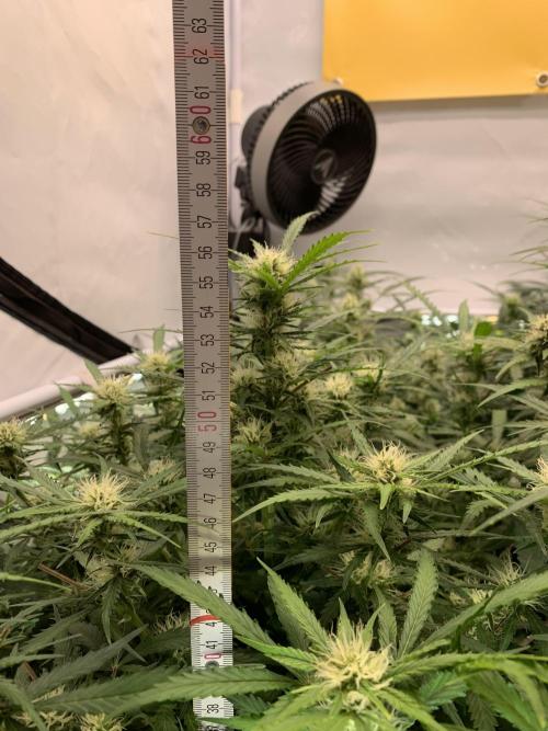 5.Grow: NewSetup Testrun 4 Fastbuds Aut.. Week 8 - 23.11.-21:30 Z-Up