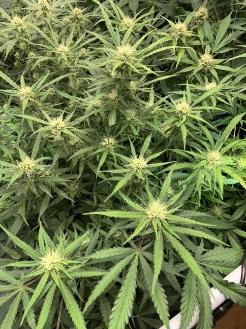 5.Grow: NewSetup Testrun 4 Fastbuds Aut.. Week 8 - 23.11.-21:30 Z-Up