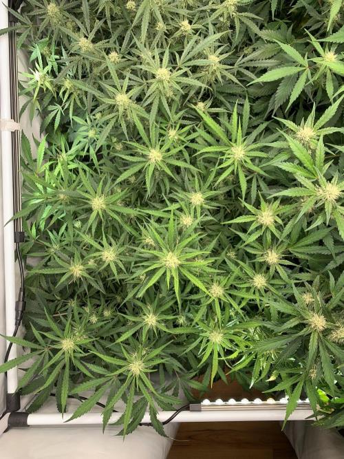 5.Grow: NewSetup Testrun 4 Fastbuds Aut.. Week 8 - 23.11.-21:30 Z-Up