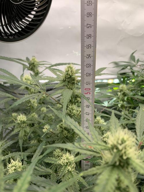 5.Grow: NewSetup Testrun 4 Fastbuds Aut.. Week 8 - 23.11.-21:30 Z-Up