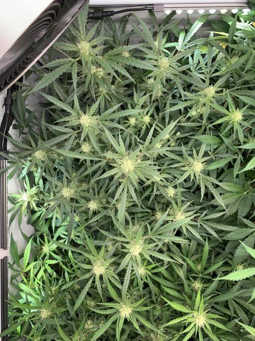 5.Grow: NewSetup Testrun 4 Fastbuds Aut.. Week 8 - 23.11.-21:30 Z-Up