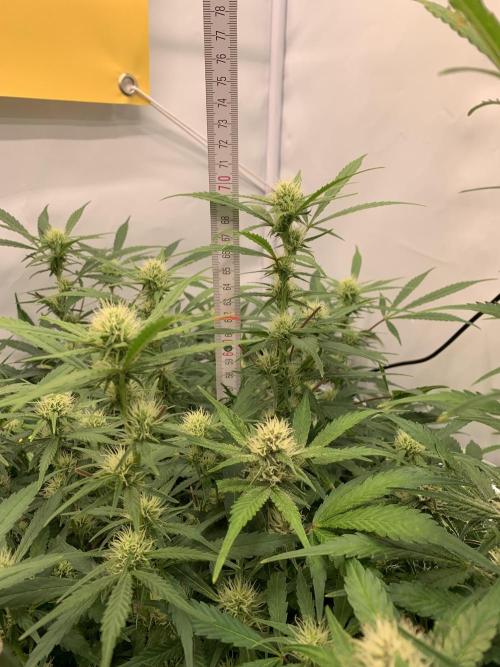 5.Grow: NewSetup Testrun 4 Fastbuds Aut.. Week 8 - 23.11.-21:30 Frost Banger 