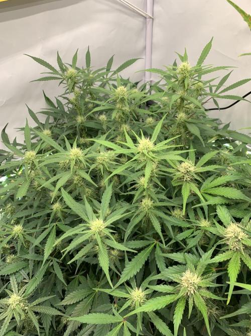 5.Grow: NewSetup Testrun 4 Fastbuds Aut.. Week 8 - 23.11.-21:30 Frost Banger 