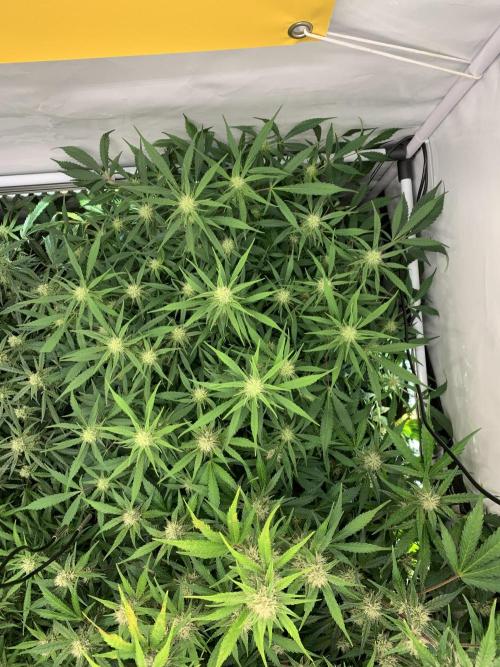 5.Grow: NewSetup Testrun 4 Fastbuds Aut.. Week 8 - 23.11.-21:30 Frost Banger 