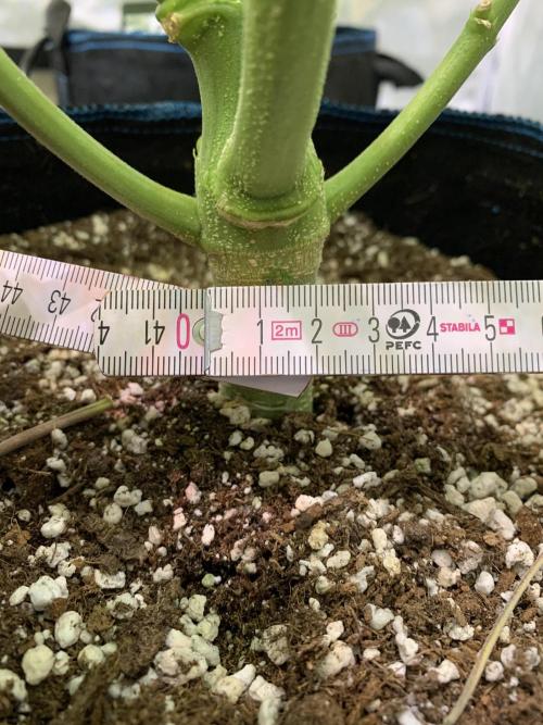 5.Grow: NewSetup Testrun 4 Fastbuds Aut.. Week 8 - Papaya Cookies Ca. 2cm Durchmesser 