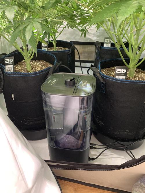 5.Grow: NewSetup Testrun 4 Fastbuds Aut.. Week 8 - 23.11.-21:30