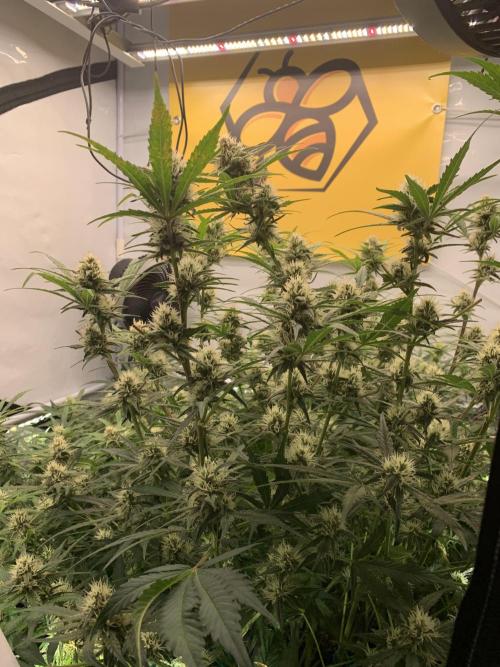 5.Grow: NewSetup Testrun 4 Fastbuds Aut.. Week 8 - 25.11.-21:50