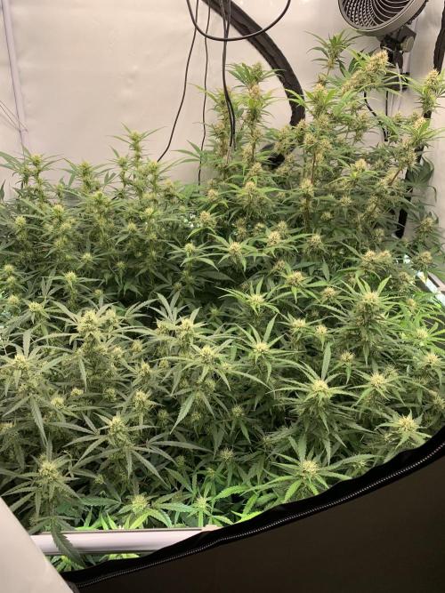 5.Grow: NewSetup Testrun 4 Fastbuds Aut.. Week 8 - 25.11.-21:50