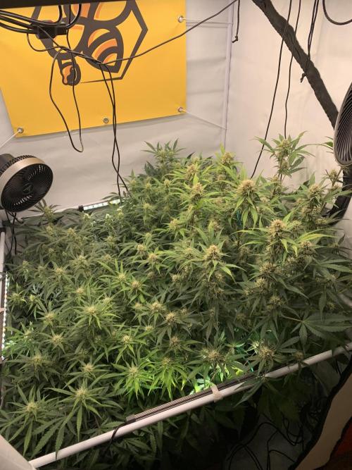 5.Grow: NewSetup Testrun 4 Fastbuds Aut.. Week 8 - 26.11.