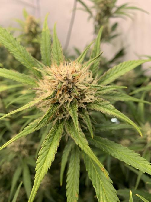 5.Grow: NewSetup Testrun 4 Fastbuds Aut.. Week 8 - 27.11. Papaya Cookies 