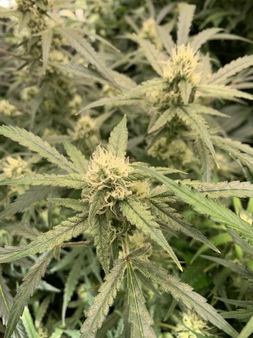 5.Grow: NewSetup Testrun 4 Fastbuds Aut.. Week 8 - 27.11. Z-Up