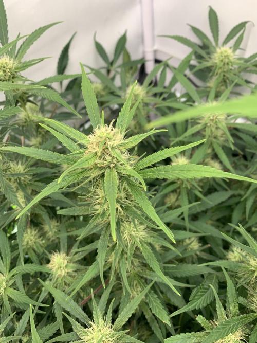 5.Grow: NewSetup Testrun 4 Fastbuds Aut.. Week 8 - 27.11. Frost Banger