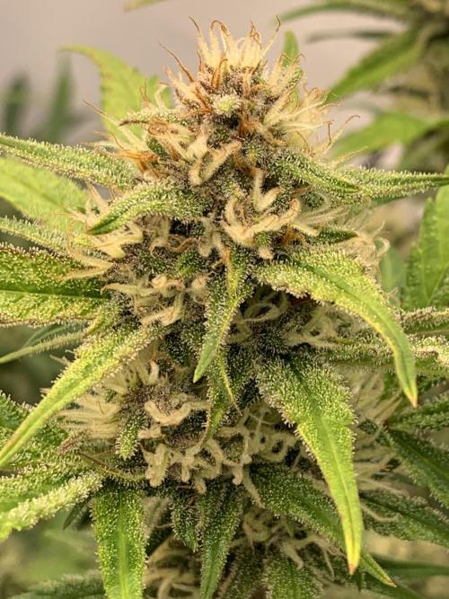 5.Grow: NewSetup Testrun 4 Fastbuds Aut.. Week 8 - 27.11. Papaya Cookies 