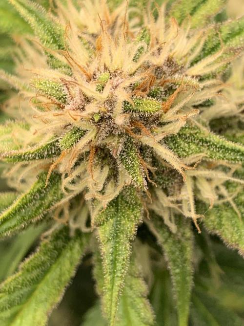 5.Grow: NewSetup Testrun 4 Fastbuds Aut.. Week 8 - 27.11. Papaya Cookies 