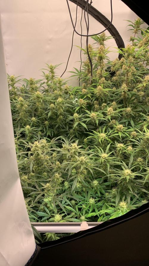 5.Grow: NewSetup Testrun 4 Fastbuds Aut.. Week 8 - 28.11.