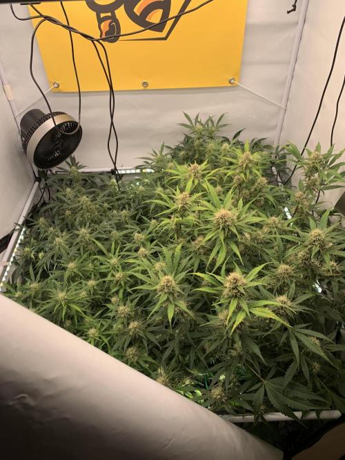 5.Grow: NewSetup Testrun 4 Fastbuds Aut.. Week 8 - 28.11.
