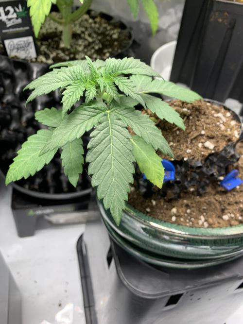 1.Bonsai: Lemon Cherry Runtz✌️. Week 2 - 28.11. 