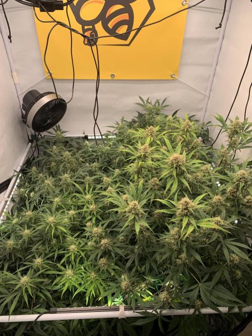 5.Grow: NewSetup Testrun 4 Fastbuds Aut.. Week 8 - 29.11.