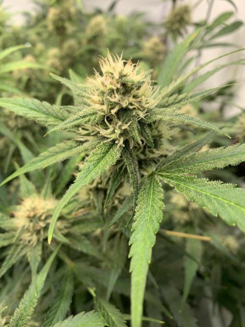 5.Grow: NewSetup Testrun 4 Fastbuds Aut.. Week 8 - 29.11. Papaya Cookies 