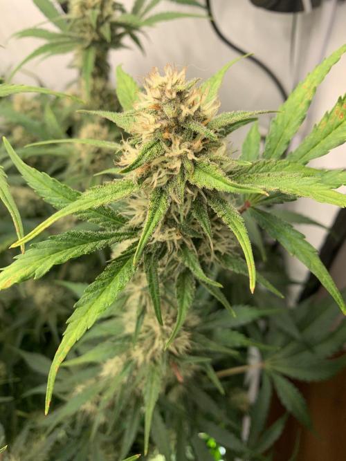 5.Grow: NewSetup Testrun 4 Fastbuds Aut.. Week 8 - 29.11. Papaya Cookies 