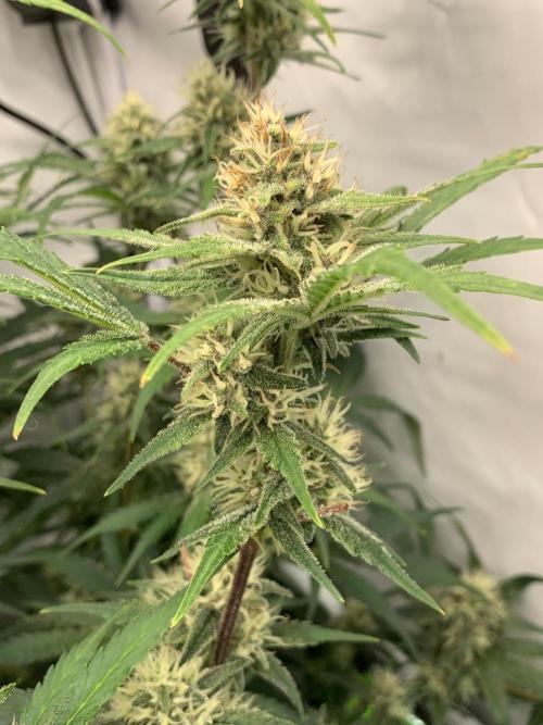 5.Grow: NewSetup Testrun 4 Fastbuds Aut.. Week 8 - 29.11. Papaya Cookies 