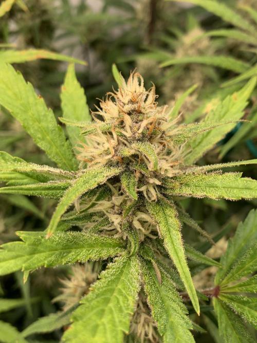 5.Grow: NewSetup Testrun 4 Fastbuds Aut.. Week 8 - 29.11. Papaya Cookies 