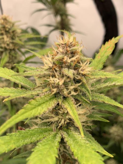 5.Grow: NewSetup Testrun 4 Fastbuds Aut.. Week 8 - 29.11. Papaya Cookies 