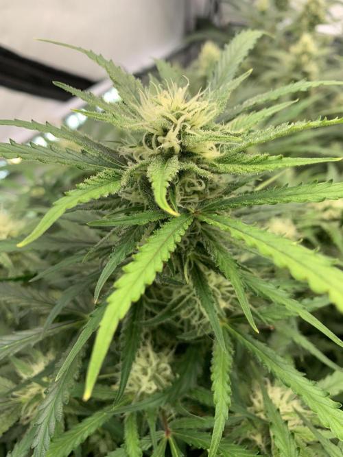 5.Grow: NewSetup Testrun 4 Fastbuds Aut.. Week 8 - 29.11. Z-Up 