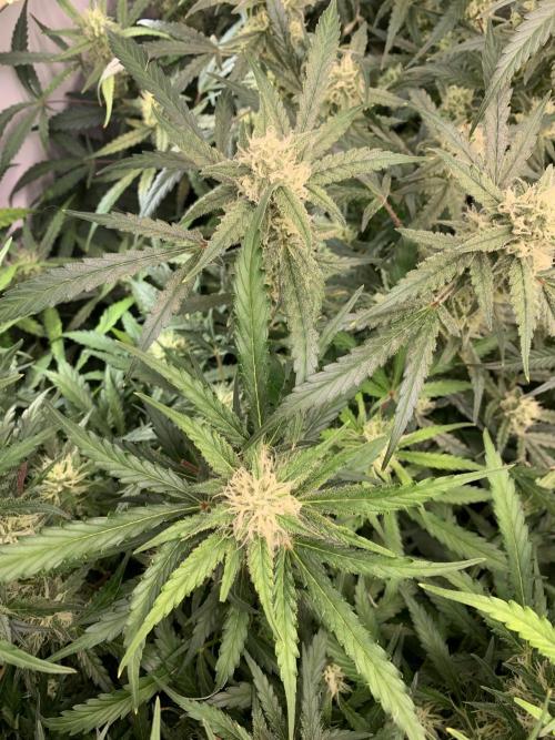 5.Grow: NewSetup Testrun 4 Fastbuds Aut.. Week 8 - 29.11. Z-Ups 