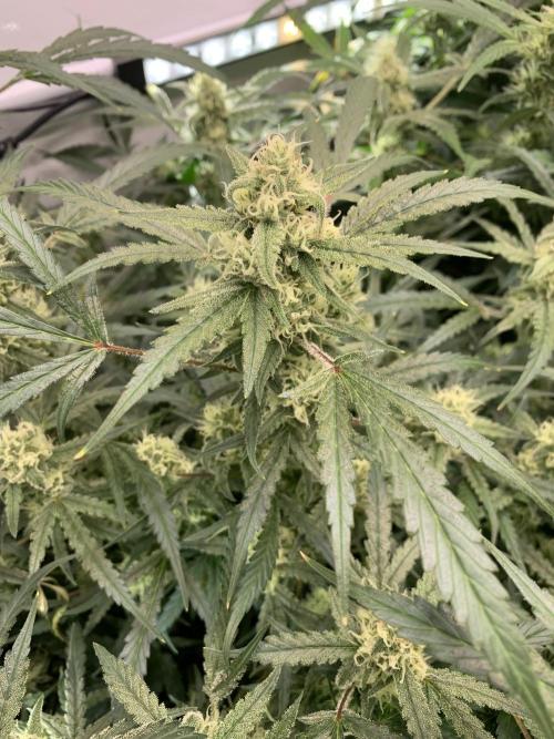 5.Grow: NewSetup Testrun 4 Fastbuds Aut.. Week 8 - 29.11. Z-Up 