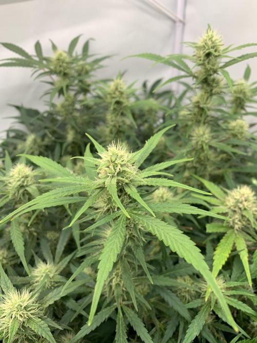 5.Grow: NewSetup Testrun 4 Fastbuds Aut.. Week 8 - 29.11. Frost Banger