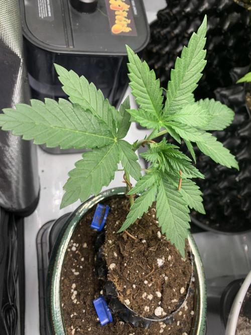 1.Bonsai: Lemon Cherry Runtz✌️. Week 3 - 30.11.