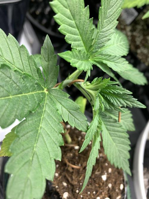 1.Bonsai: Lemon Cherry Runtz✌️. Week 3 - 30.11.