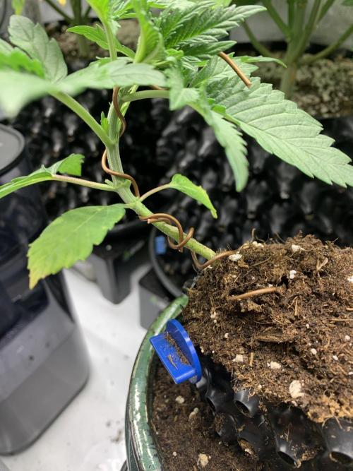 1.Bonsai: Lemon Cherry Runtz✌️. Week 3 - 30.11.