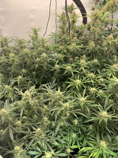 5.Grow: NewSetup Testrun 4 Fastbuds Aut.. Week 9 - 30.11.