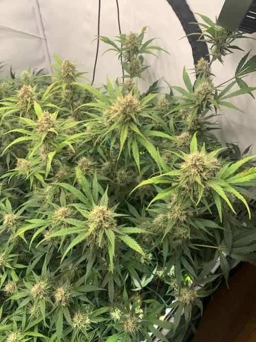 5.Grow: NewSetup Testrun 4 Fastbuds Aut.. Week 9 - 1.12. Papaya Cookies 