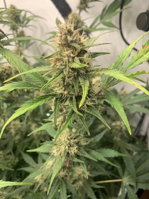 5.Grow: NewSetup Testrun 4 Fastbuds Aut.. Week 9 - 1.12. Papaya Cookies 