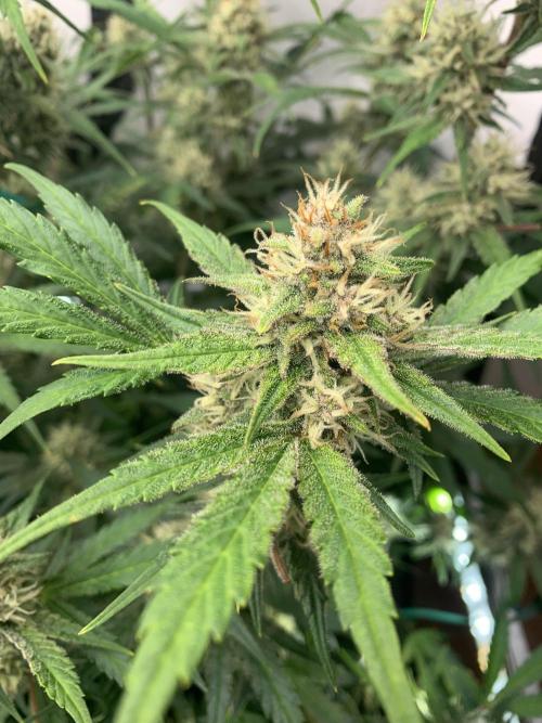 5.Grow: NewSetup Testrun 4 Fastbuds Aut.. Week 9 - 1.12. Papaya Cookies 