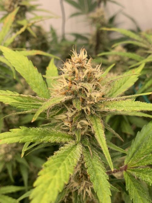 5.Grow: NewSetup Testrun 4 Fastbuds Aut.. Week 9 - 1.12. Papaya Cookies 